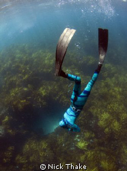 freediver chasing crays by Nick Thake 